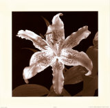 Tiger Lily Prints by Klaus Mischke