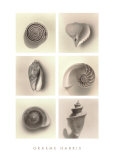 Shell Composition Posters par Graeme Harris