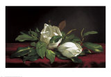Capullos de magnolia Láminas por Martin Johnson Heade Capullos de magnolia Láminas por Martin Johnson Heade