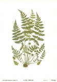 Brittle Fern Affiches Brittle Fern Affiches
