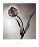 Tulip II Prints Tulip II Prints
