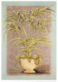 Jarrones Plantas II Prints by L. Romero