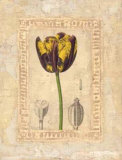 Tulipanes Bessa I Prints by Javier Fuentes