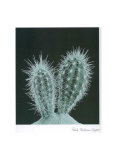Cactus Plants I Print by P. Caban-Raget