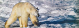 Walking on the Ice Prints by Gerry Ellis