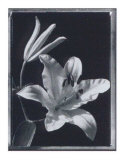 Iris Prints by Augusto Camino