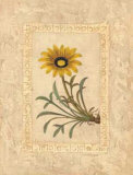 Gazania Posters by Javier Fuentes