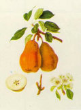 Pyrus Communis Prints