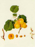 Prunus Armeniaca Art