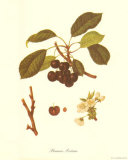 Prunus Avium Prints
