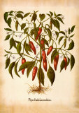 L'Herbier II Plakater av Basilius Besler L'Herbier II Plakater av Basilius Besler