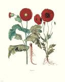 Papaver Prints Papaver Prints