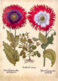 L'herbier 8 Posters par Basilius Besler
