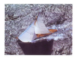 Regatta! II Poster Regatta! II Poster
