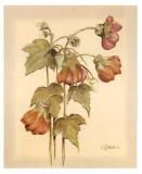 Flores Colgantes IV Kunstdruck von Luis Romero