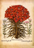 L'Herbier VII Posters av Basilius Besler L'Herbier VII Posters av Basilius Besler