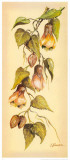 Flores Colgantes II Posters by L. Romero