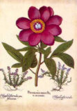 L'Herbier V Prints by Basilius Besler