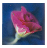 Summer Colours II Prints by Antony Sweet