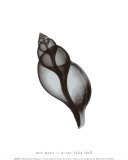 Coquillage tulipe Affiches par Bert Myers