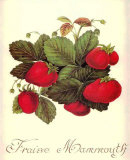 Fraise Mammouth Posters