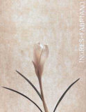 Narcissus Prints by Helen Buttfield