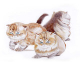 Puppies and Kittens II Prints by D. Patrian