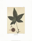 Sweet Gum Posters by Francois A. Michaux
