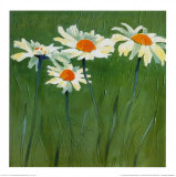 White Daisies Prints by Teo Malinverni