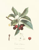 Pierre-Antoine Poiteau - Kirazlar - Reprodüksiyon