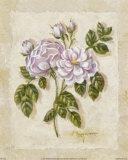 Silver Queen Rose Poster by Nancy Wiseman