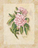 Peony Posters by Nancy Wiseman