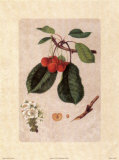 Planche botanique de fruits Affiches