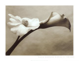 Calla-Anemone Posters by Steven N. Meyers
