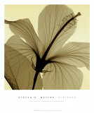 Hibiscos Póster por Steven N. Meyers Hibiscos Póster por Steven N. Meyers