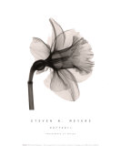 Daffodil Láminas por Steven N. Meyers Daffodil Láminas por Steven N. Meyers