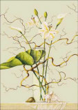 Lys et saule Posters par R. Verkerk