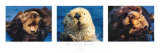 Otter-Serie Kunst von Bob Talbot