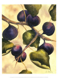 Italian Harvest, Figs Prints by Doris Allison