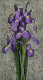 Purple Iris Posters by John Seba