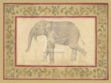 Indian Elephant Print by Banafshe Schippel