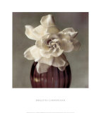 Gardenia in Purple Vase Prints by Carnochan 