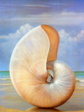 Pearled Nautilus Prints by David Hwang