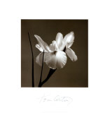 Iris I Affiches par Tom Artin