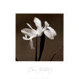 Iris III Prints by Tom Artin