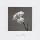 Iris II Poster by Tom Artin