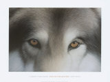 Eyes of the Hunter: Gray Wolf Posters by Charles Alexander