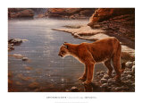 Riachuelo del cañón: puma (detalle) Pósters por John Seerey-Lester