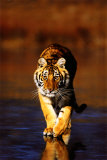 Tiger Walking Poster