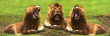 Lions Yawning Posters